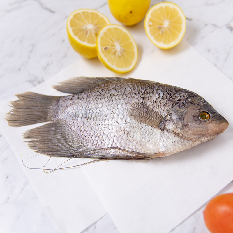 Ikan Gurame